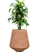 Dracaena fragrans 'Dorado' in Colorado Grond (Vulkastrat)