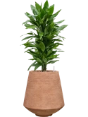 Dracaena fragrans 'Janet Lind' in Colorado Grond (Vulkastrat)