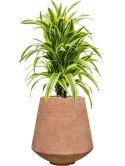 Dracaena fragrans 'Lemon Lime' in Colorado Grond (Vulkastrat)