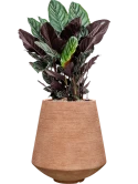 Calathea sanderiana in Colorado Grond (Vulkastrat)