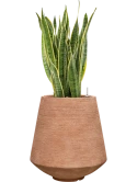Sansevieria trifasciata 'Laurentii' in Colorado Hydrocultuur
