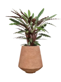 Calathea rufibarba 'Wavestar' in Colorado Hydrocultuur