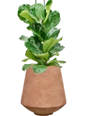 Ficus lyrata in Colorado Hydrocultuur