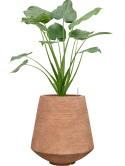Alocasia cucullata in Colorado Hydrocultuur