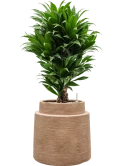 Dracaena fragrans 'Compacta' in Colorado Grond (Vulkastrat)