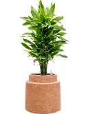 Dracaena fragrans 'Golden Coast' in Colorado Grond (Vulkastrat)