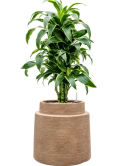 Dracaena fragrans 'Dorado' in Colorado Grond (Vulkastrat)