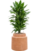 Dracaena fragrans 'Janet Lind' in Colorado Grond (Vulkastrat)