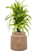 Dracaena fragrans 'Lemon Lime' in Colorado Grond (Vulkastrat)