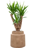 Yucca elephantipes in Colorado Grond (Vulkastrat)