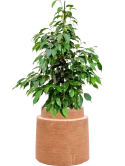 Ficus benjamina 'Danielle' in Colorado Grond (Vulkastrat)