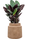Calathea sanderiana in Colorado Grond (Vulkastrat)