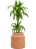Dracaena fragrans 'Janet Craig' in Colorado Grond (Vulkastrat)