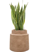 Sansevieria trifasciata 'Laurentii' in Colorado Hydrocultuur