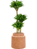 Dracaena fragrans 'Compacta' in Colorado Hydrocultuur
