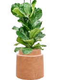 Ficus lyrata in Colorado Hydrocultuur