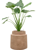 Alocasia cucullata in Colorado Hydrocultuur