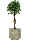 Ficus microcarpa 'Nitida' in Mont Blanc Grond (Vulkastrat)