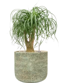 Beaucarnea recurvata in Mont Blanc Grond (Vulkastrat)