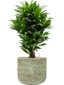 Dracaena fragrans 'Compacta' in Mont Blanc Grond (Vulkastrat)