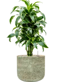 Dracaena fragrans 'Dorado' in Mont Blanc Grond (Vulkastrat)