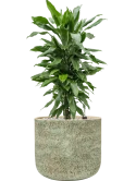 Dracaena fragrans 'Janet Lind' in Mont Blanc Grond (Vulkastrat)