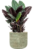 Calathea sanderiana in Mont Blanc Grond (Vulkastrat)