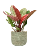 Philodendron 'Prince of Orange' in Mont Blanc Grond (Vulkastrat)