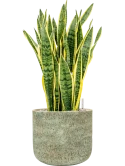 Sansevieria trifasciata 'Laurentii' in Mont Blanc Grond (Vulkastrat)