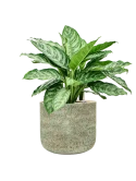 Aglaonema 'Chantal' in Mont Blanc Grond (Vulkastrat)