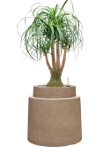Beaucarnea recurvata in Colorado Grond (Vulkastrat)