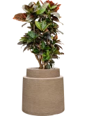 Croton (Codiaeum) variegatum 'Petra' in Colorado Grond (Vulkastrat)