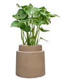 Monstera deliciosa in Colorado Grond (Vulkastrat)