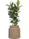 Ficus elastica 'Robusta' in Colorado Grond (Vulkastrat)
