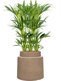 Kentia (Howea) forsteriana in Colorado Hydrocultuur