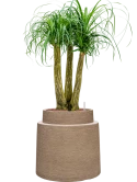 Beaucarnea recurvata in Colorado Hydrocultuur