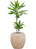 Dracaena fragrans 'Cintho' in Coast Mountains Grond (Vulkastrat)