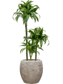 Dracaena fragrans 'Dorado' in Coast Mountains Grond (Vulkastrat)