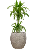 Dracaena fragrans 'Janet Craig' in Coast Mountains Grond (Vulkastrat)