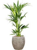 Kentia (Howea) forsteriana in Coast Mountains Hydrocultuur