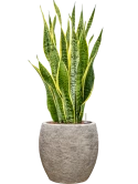 Sansevieria trifasciata 'Laurentii' in Coast Mountains Hydrocultuur