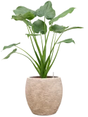 Alocasia cucullata in Coast Mountains Hydrocultuur