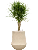 Dracaena marginata in Baq Polystone Coated Plain Grond (Vulkastrat) Grond (Vulkastrat)