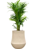 Kentia (Howea) forsteriana in Baq Polystone Coated Plain Grond (Vulkastrat) Grond (Vulkastrat)