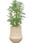 Schefflera 'Compacta' in Baq Polystone Coated Plain Hydrocultuur Hydrocultuur