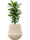 Dracaena 'Janet Lind' in Baq Polystone Coated Plain Grond (Vulkastrat) Grond (Vulkastrat)