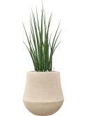 Sansevieria 'Fernwood Mikado' in Baq Polystone Coated Plain Grond (Vulkastrat) Grond (Vulkastrat)