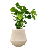 Monstera deliciosa in Baq Polystone Coated Plain Grond (Vulkastrat) Grond (Vulkastrat)
