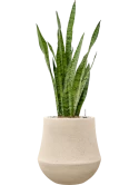 Sansevieria zeylanica in Baq Polystone Coated Plain Grond (Vulkastrat)