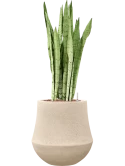 Sansevieria 'Silver Mist' in Baq Polystone Coated Plain Hydrocultuur